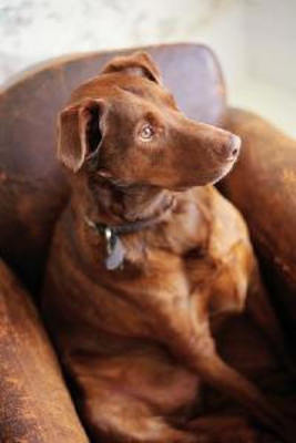 Product picture Perfect Handbook for Imperfect Dog Owners MRR